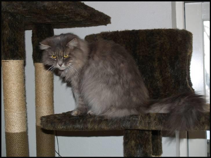 Blanding af racer Pjuske - Holder øje med hundene der leger :) billede 4