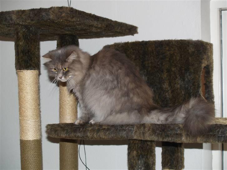 Blanding af racer Pjuske billede 5