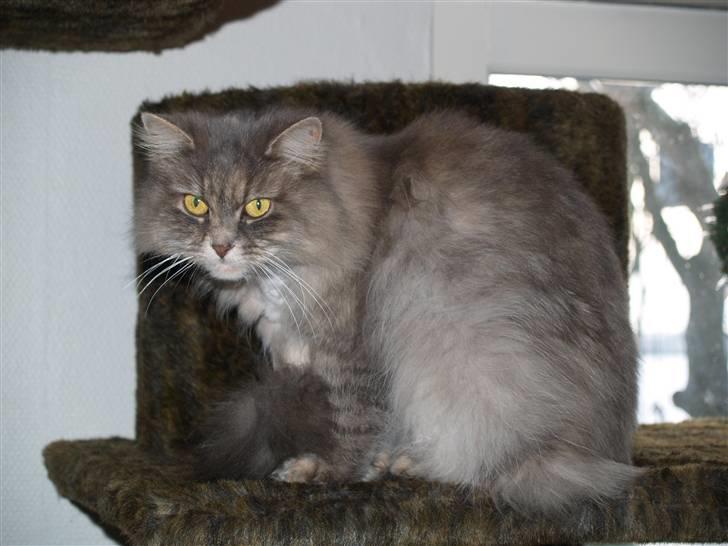 Blanding af racer Pjuske billede 6