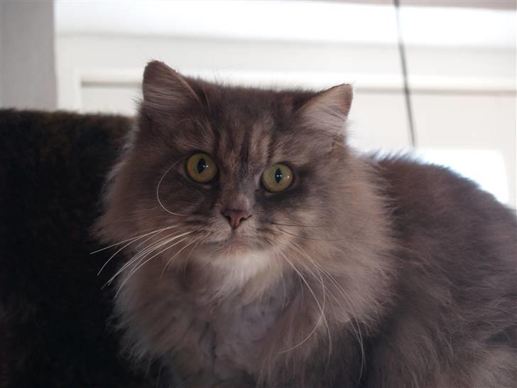 Blanding af racer Pjuske billede 7