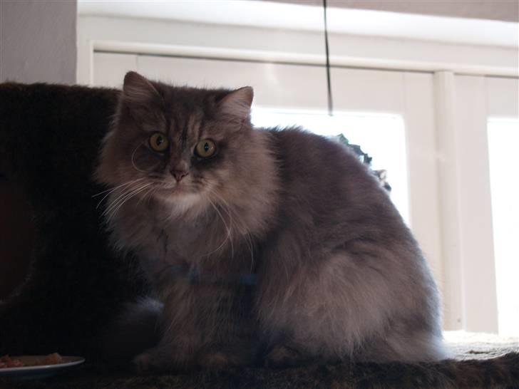 Blanding af racer Pjuske billede 8