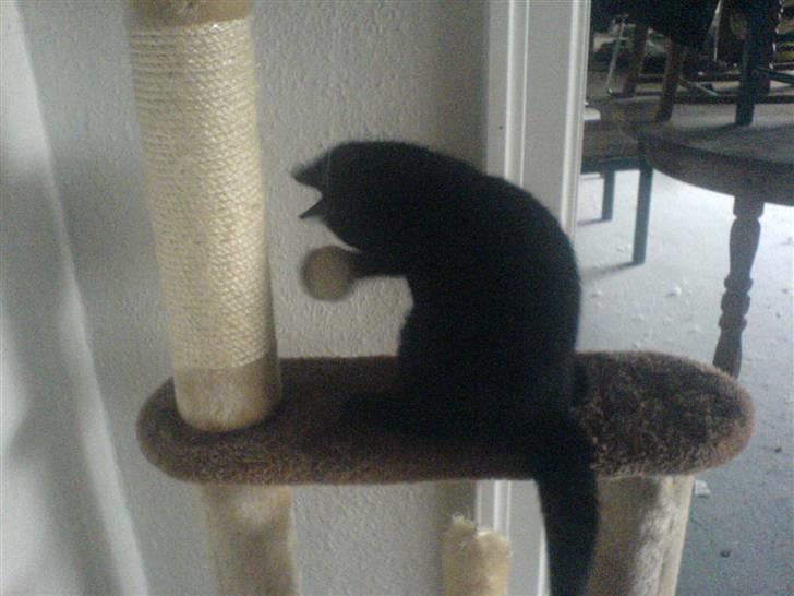 Huskat Sorte R.I.P :( billede 10