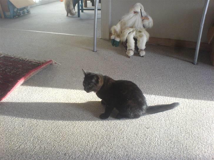 Huskat Sorte R.I.P :( billede 11