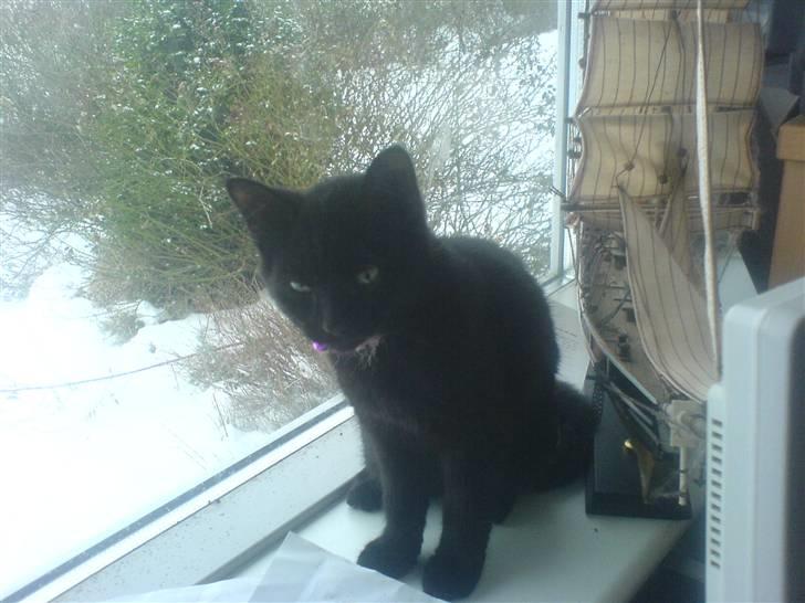 Huskat Sorte R.I.P :( billede 12