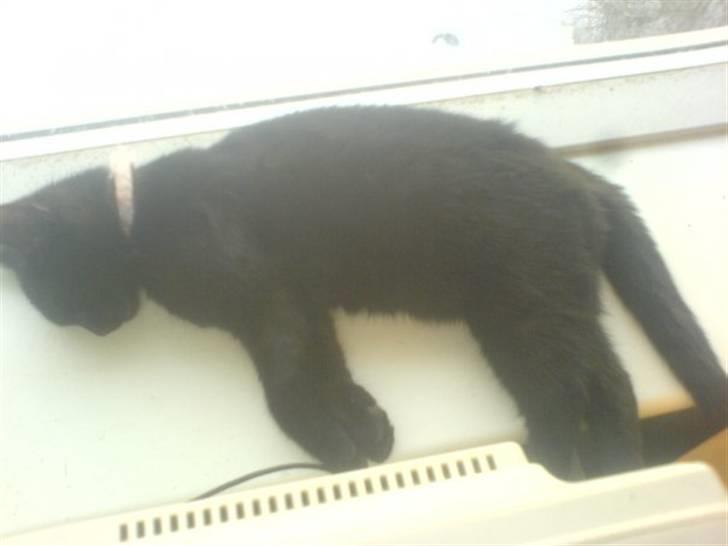 Huskat Sorte R.I.P :( billede 13