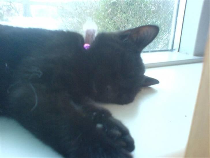 Huskat Sorte R.I.P :( billede 14