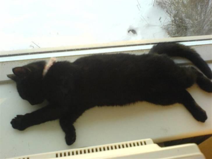 Huskat Sorte R.I.P :( billede 15