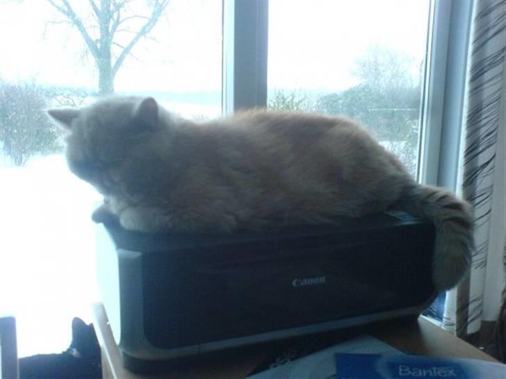 Exotic Gino Larenco R,I.P <3 /; billede 14