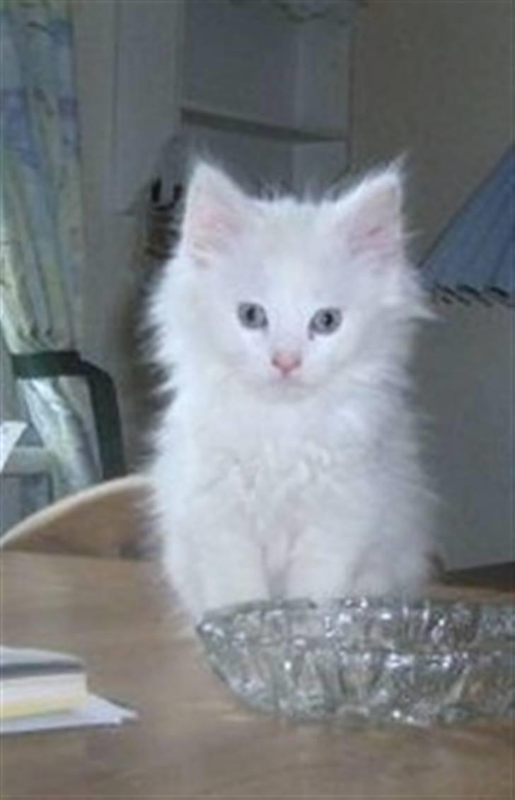 Norsk Skovkat Snowball- R.I.P -(-@ billede 1