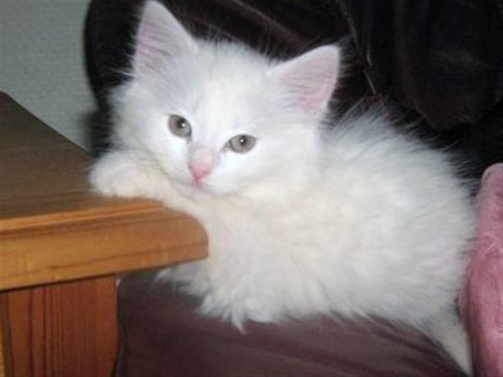 Norsk Skovkat Snowball- R.I.P -(-@ billede 2