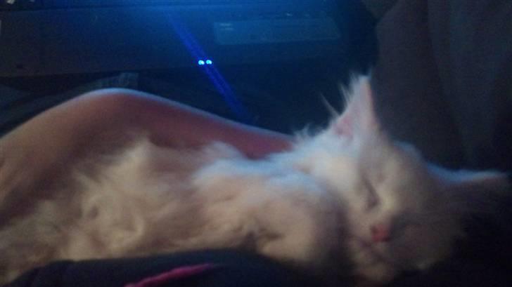 Norsk Skovkat Snowball- R.I.P -(-@ billede 3