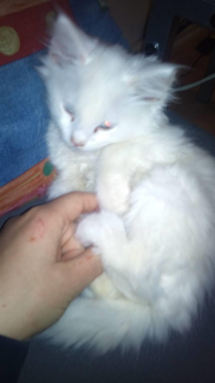 Norsk Skovkat Snowball- R.I.P -(-@ billede 4