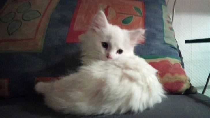 Norsk Skovkat Snowball- R.I.P -(-@ billede 5