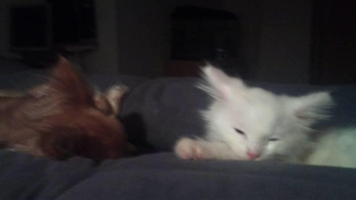 Norsk Skovkat Snowball- R.I.P -(-@ billede 6