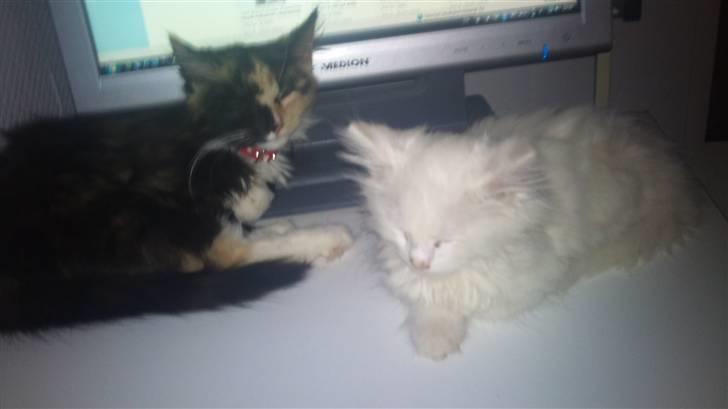 Norsk Skovkat Snowball- R.I.P -(-@ billede 7