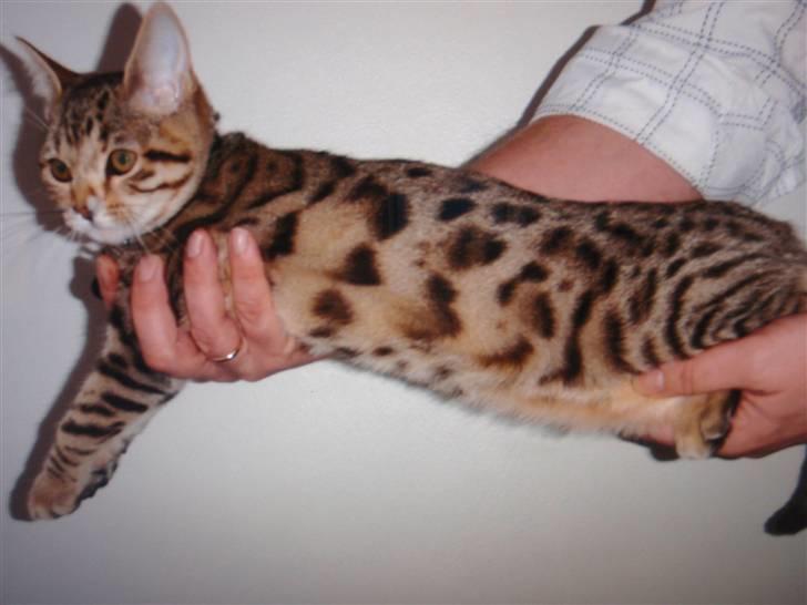 Blanding af racer Isis - smukke Isis billede 9