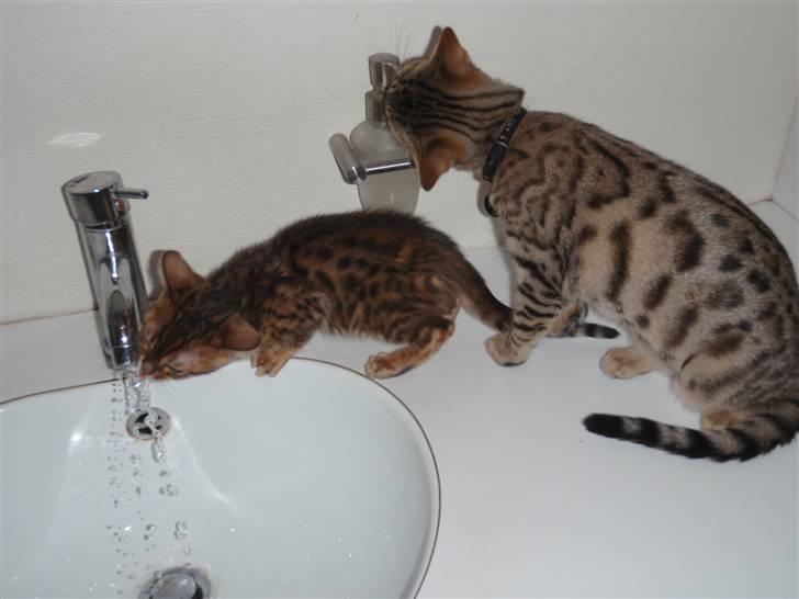 Blanding af racer Isis - Isis undersøger lige sæben, mens Giza drikker :-) billede 10