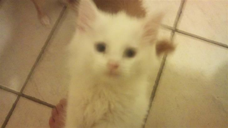 Norsk Skovkat Snowball- R.I.P -(-@ billede 8