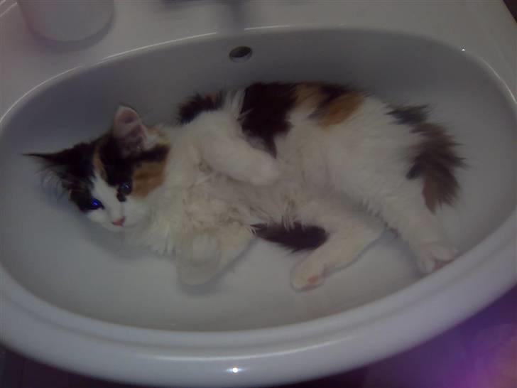 Maine Coon Lady billede 11