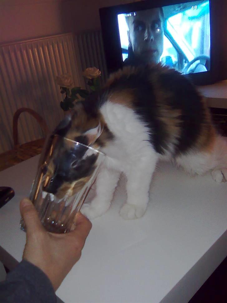 Maine Coon Lady billede 12