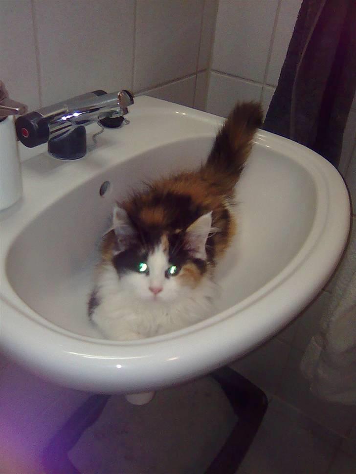 Maine Coon Lady billede 13