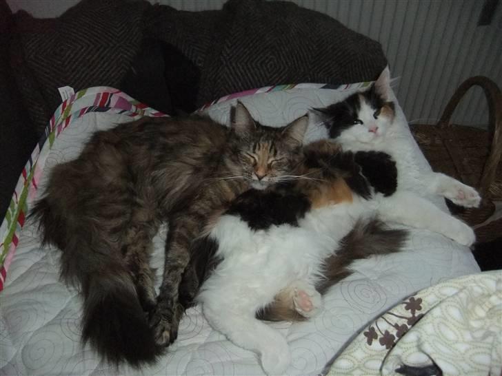 Maine Coon Lady billede 14