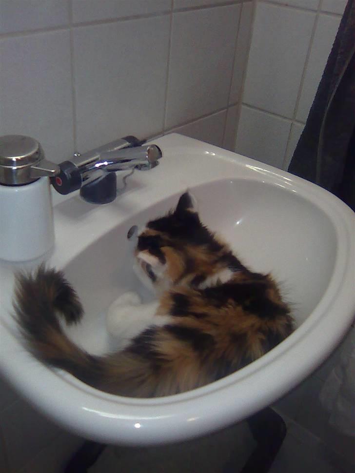 Maine Coon Lady billede 15