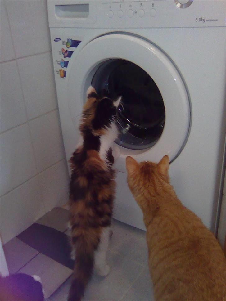 Maine Coon Lady billede 16