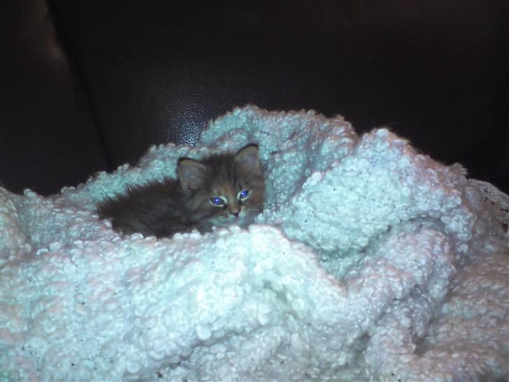 Blanding af racer Liv - Billede fra den 27. januar 2010. 6 uger gammel. billede 10