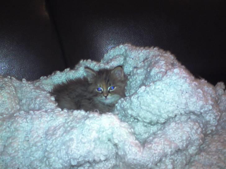 Blanding af racer Liv -  Billede fra den 27. januar 2010. 6 uger gammel. billede 11