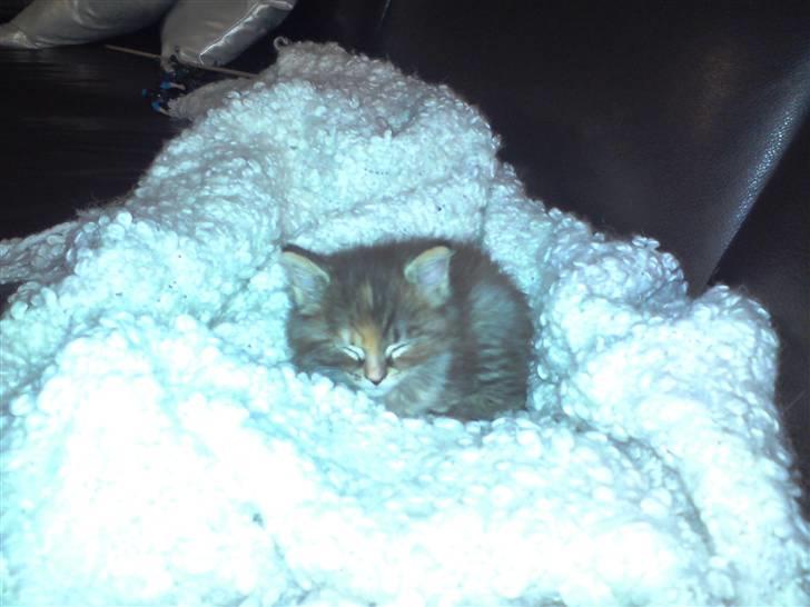 Blanding af racer Liv -  Billede fra den 27. januar 2010. 6 uger gammel. billede 12