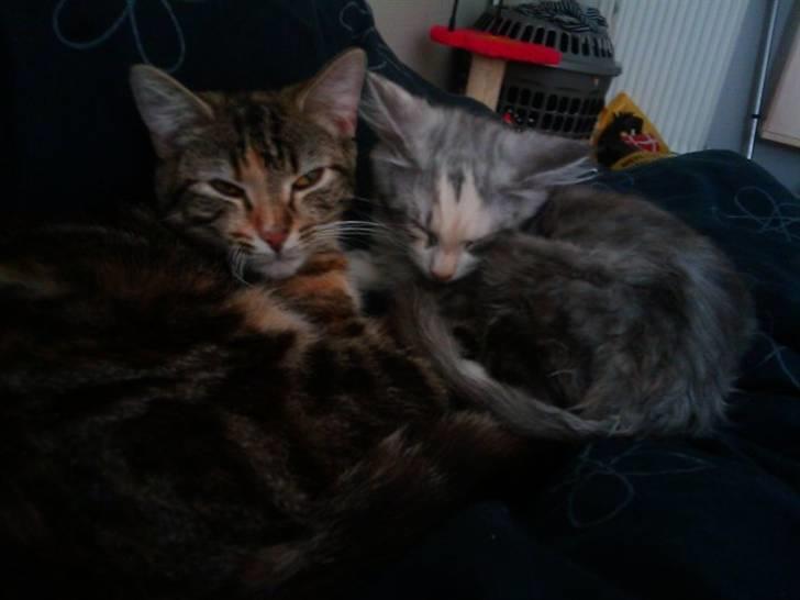 Blanding af racer Misha billede 4