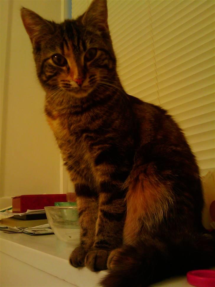 Blanding af racer Misha billede 5