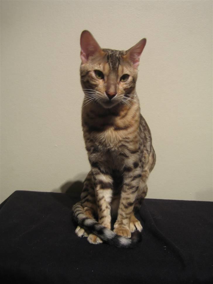 Bengal Seven of Diamond billede 1