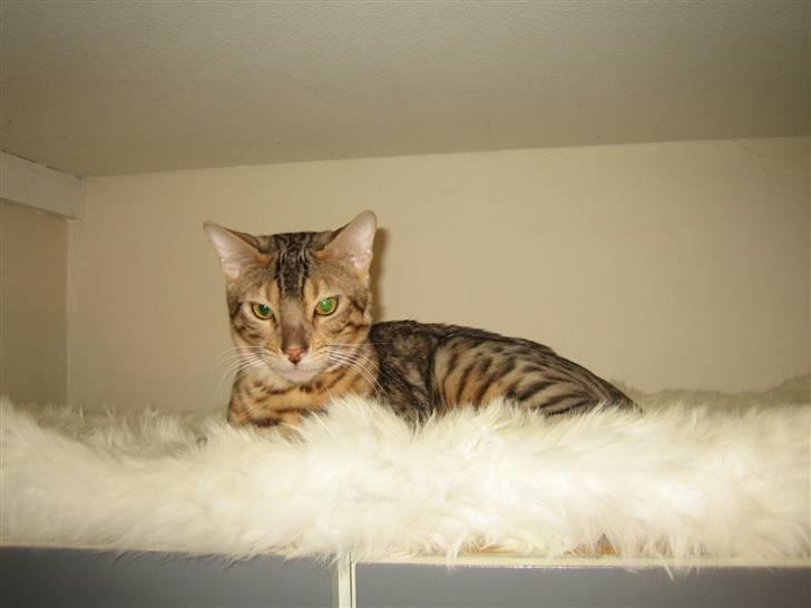 Bengal Seven of Diamond - Seven på sin plads oven på skab anden dag vi havde ham billede 2