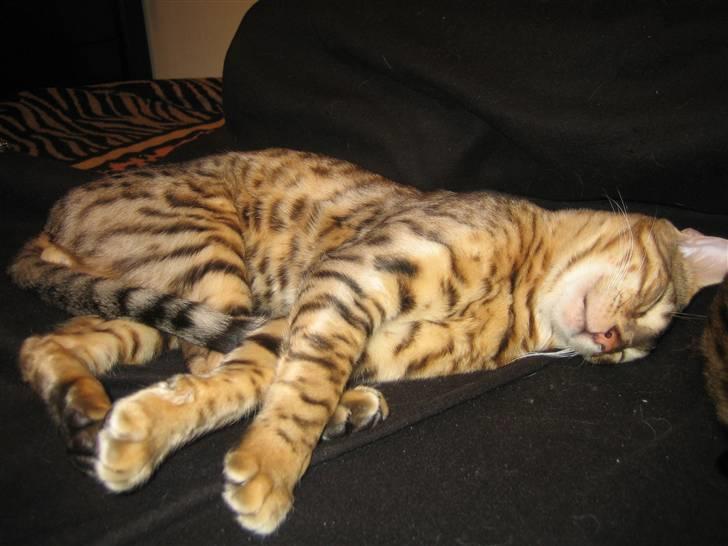 Bengal Seven of Diamond - Seven ligger og gasser sig i sengen billede 3