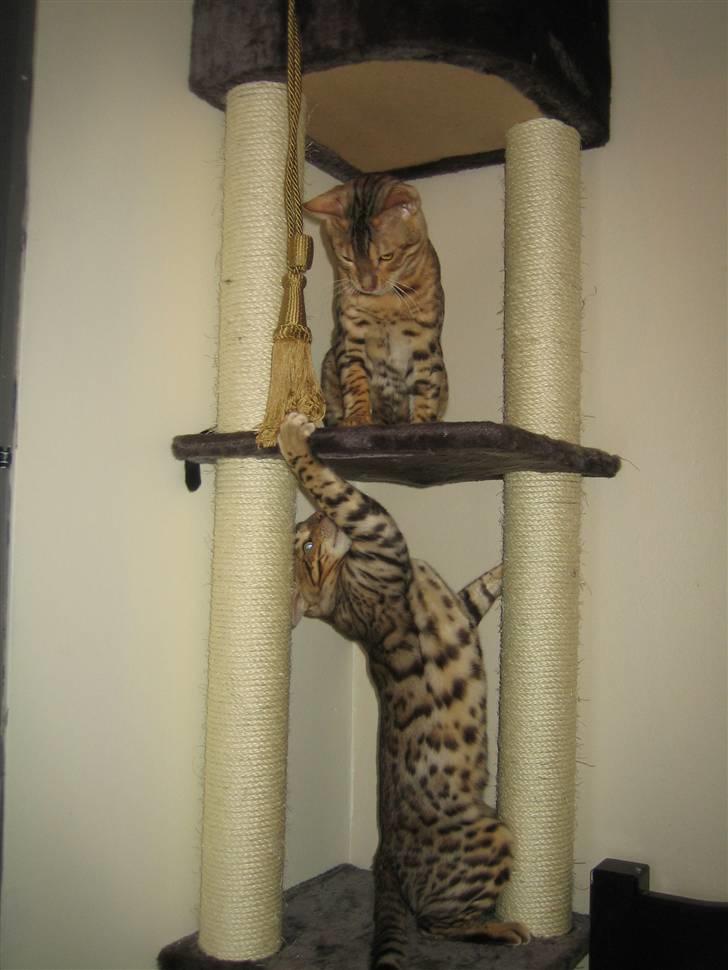 Bengal Seven of Diamond - Seven prøver at undslippe Ace der driller ham. billede 4