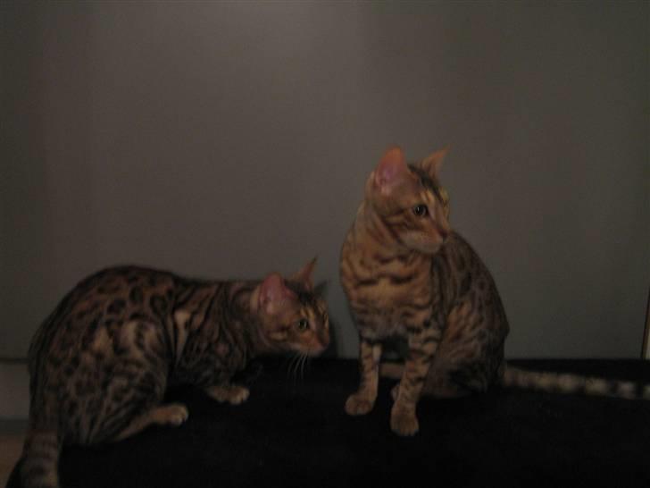 Bengal Seven of Diamond - Seven til højre Ace til venstre billede 5