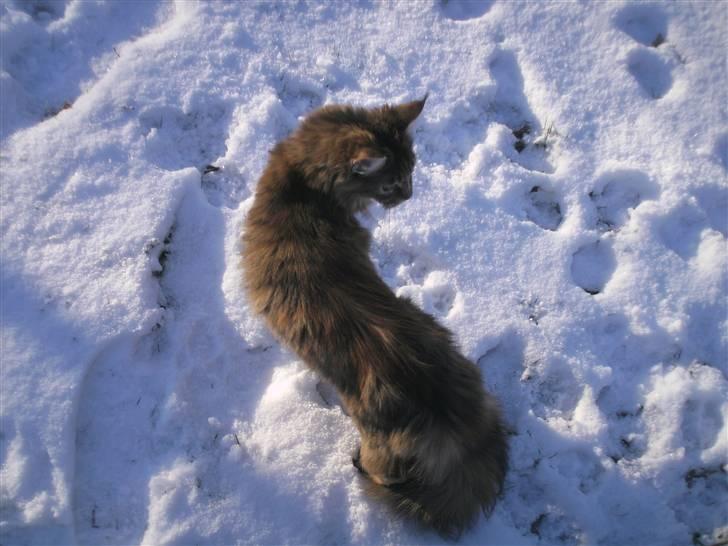 Maine Coon Ronja (DK Shanty's Clemen billede 6
