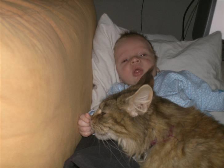 Maine Coon Ronja (DK Shanty's Clemen - hygge med min søn Liam, da han var 2 mdr billede 7