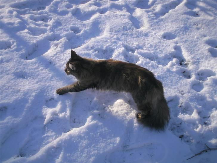 Maine Coon Ronja (DK Shanty's Clemen billede 8