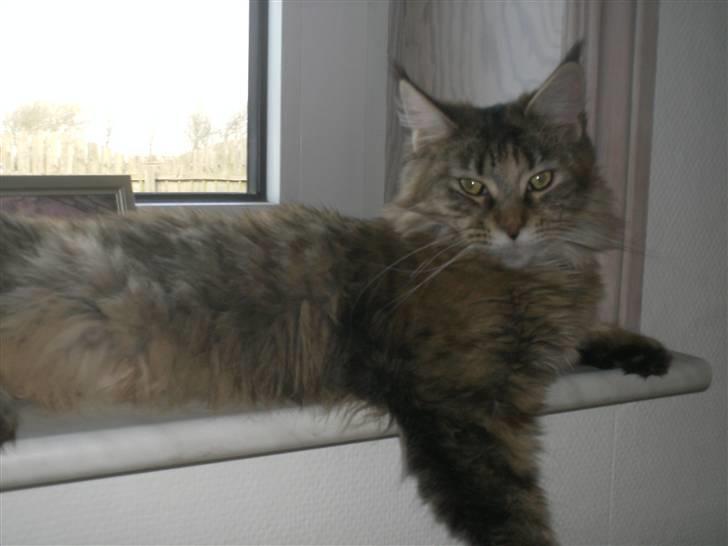 Maine Coon Ronja (DK Shanty's Clemen billede 9