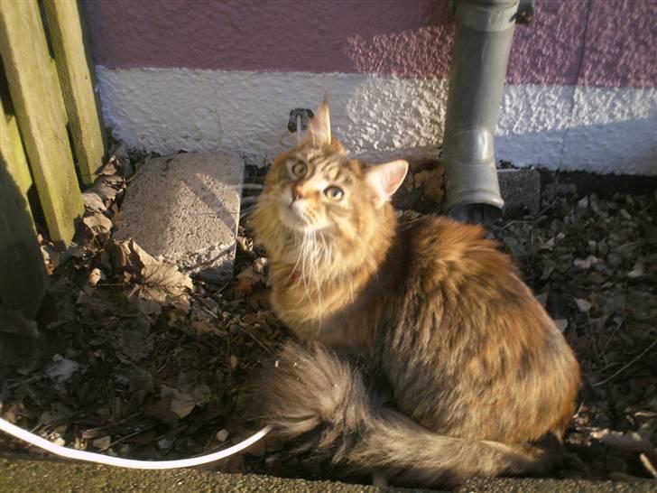 Maine Coon Ronja (DK Shanty's Clemen billede 10