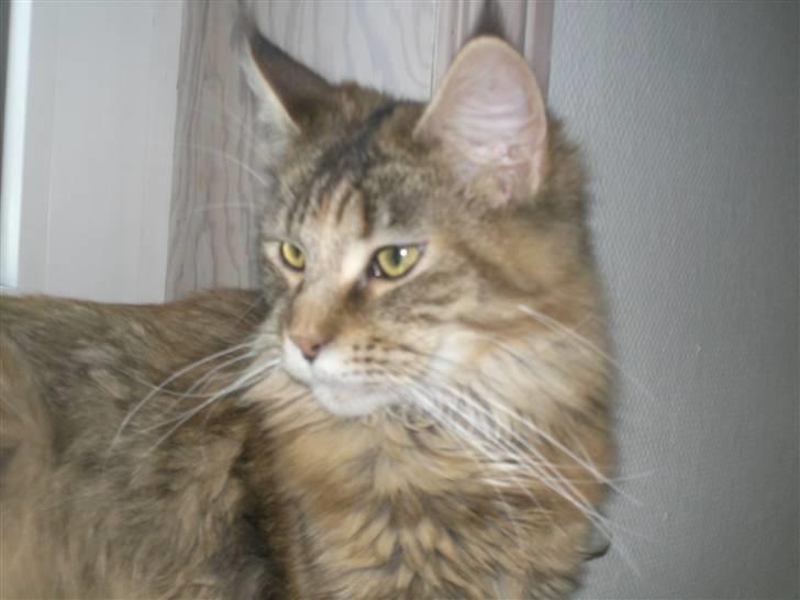 Maine Coon Ronja (DK Shanty's Clemen billede 11
