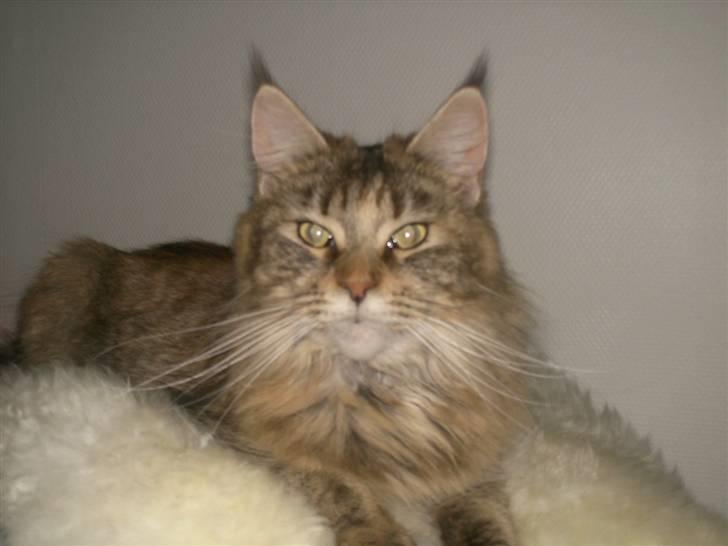 Maine Coon Ronja (DK Shanty's Clemen billede 12