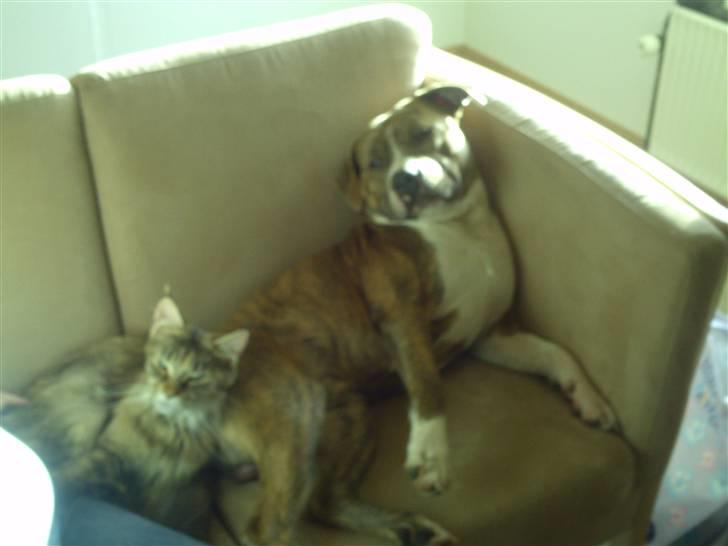 Maine Coon Ronja (DK Shanty's Clemen - Sammen med vores nye hund Robin billede 13