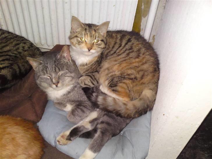 Huskat Minnie "Død" - Hygge putter oven på Mickey. :o) billede 17