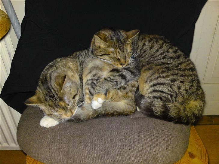 Huskat Minnie "Død" - Mor og datter. Minnie til højre og Mille til venstre. :o) billede 18