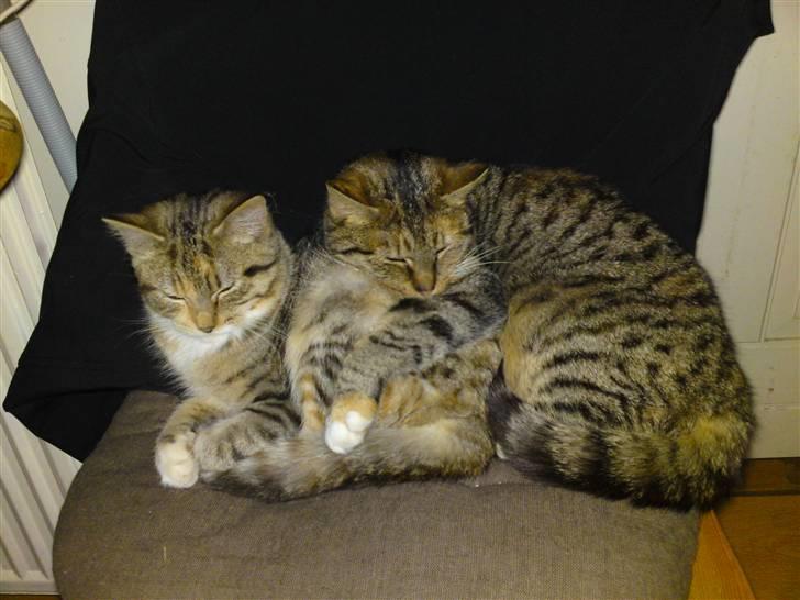 Blanding af racer Mille - Mor og datter. Minnie til højre og Mille til venstre. :o) billede 20