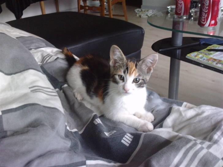 Huskat Plet billede 1